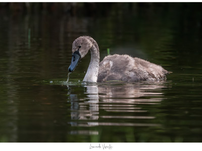 Cigno reale  juv