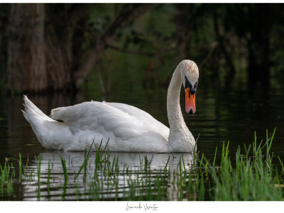 Cigno reale adulto
