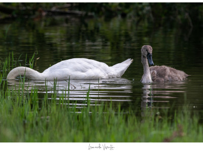 Cigno reale adulto e juv
