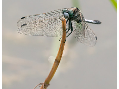 Libellula
