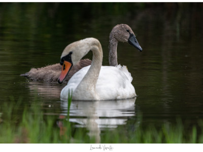 Cigno reale adulto e juv