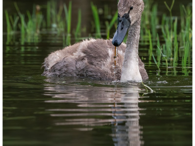 Cigno reale juv