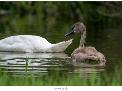 Cigno reale juv