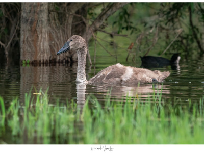 Cigno reale juv