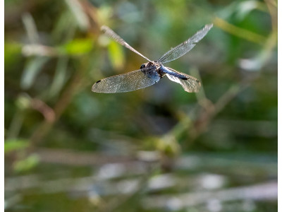 Libellula