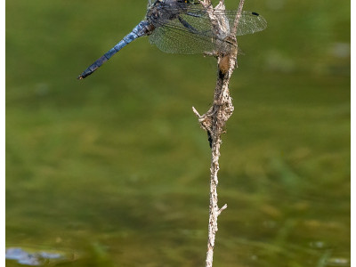 Libellula