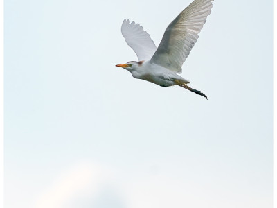 Airone guardabuoi