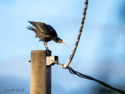 rory, ibis eremita