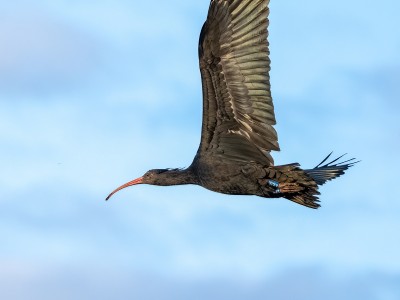 rory, ibis eremita del progetto waldrapp.eu