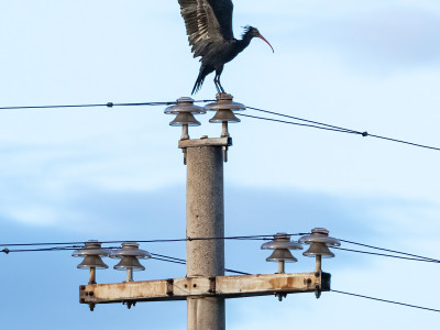 ibis eremita