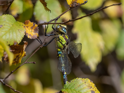 Aeshna cyanea