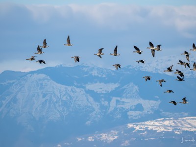 oche lombardelle