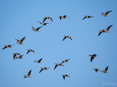 oche lombardelle in volo