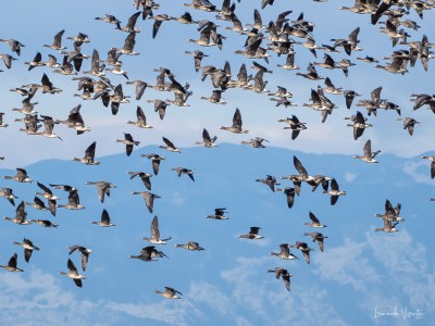 oche lombardelle e collorosso in volo