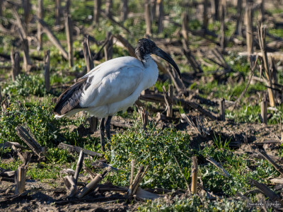ibis sacro