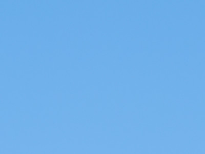 poiane e falco di palude