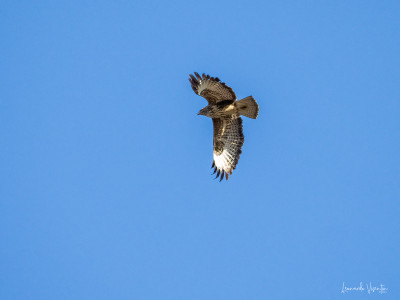 poiana (buteo buteo)