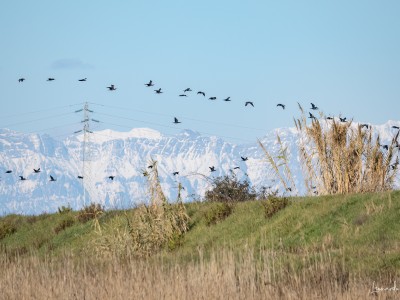 cormorani