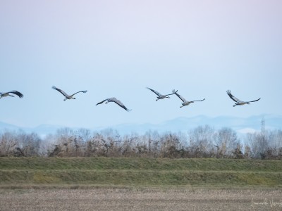 gru in volo sopra l'argine di Canal dei Lovi