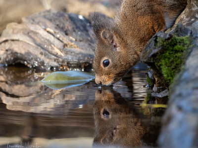 Scoiattolo europeo (Sciurus vulgaris)