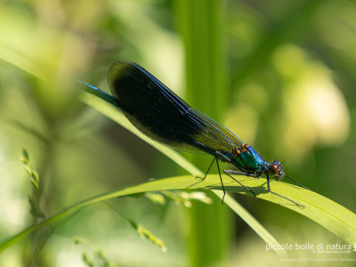 calopteryx splendens