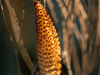 germoglio di equiseto