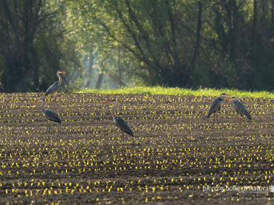 aironi cenerini nel campo