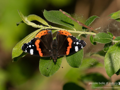 vanessa atalanta