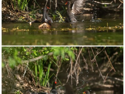 gallinelle d'acqua litigiose