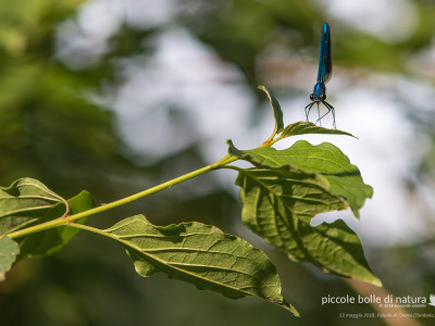 calopteryx virgo