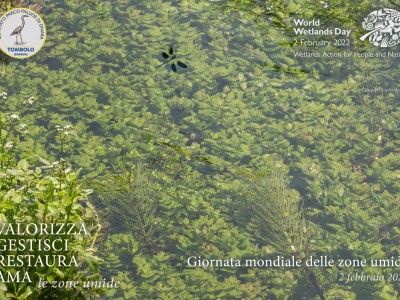 calopteryx splendens in volo sul tergola