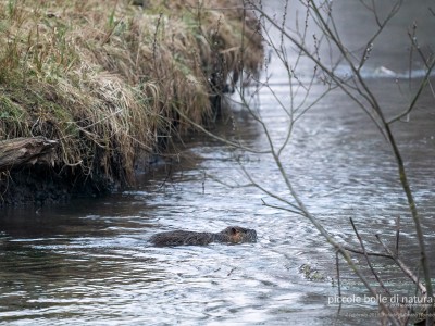 nutria