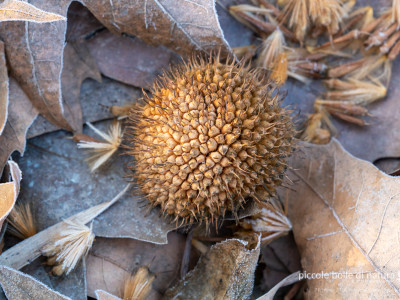 autunno