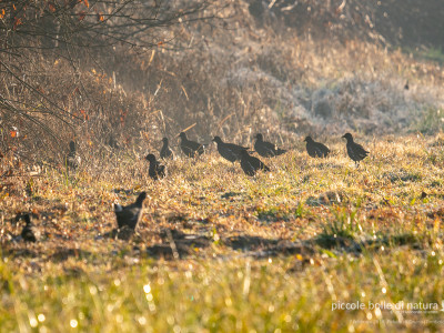 gallinelle all'alba