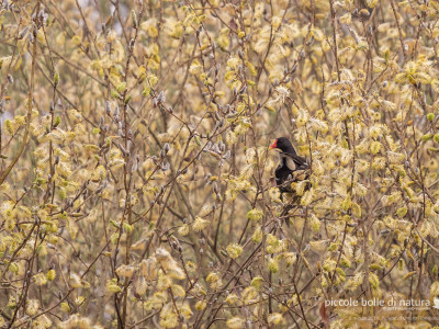 gallinella tra i salici