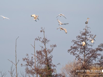 ibis e ardeidi