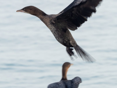 Marangoni minori in volo