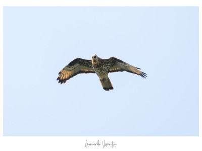 Falco pecchiaiolo