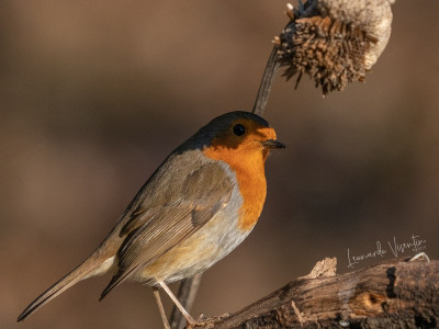 Pettirosso