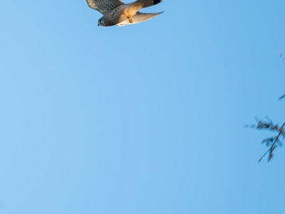 Falco tinnunculus