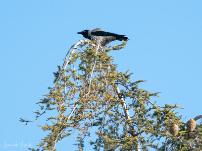 Cornacchia grigia (Corvus cornix)