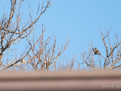 Cardellino (Carduelis carduelis)