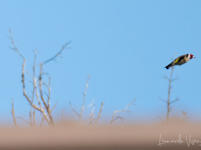 Cardellino (Carduelis carduelis)