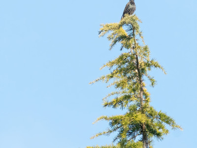 Storno comune (Sturnus vulgaris)