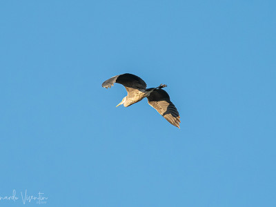Airone cenerino
