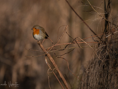 Pettirosso