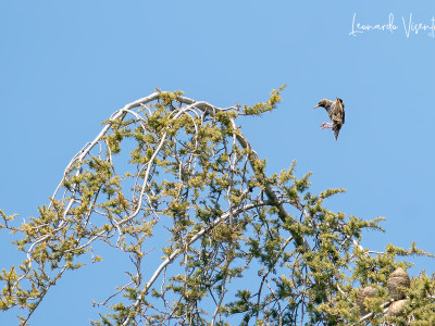 Storno (Sturnus vulgaris)