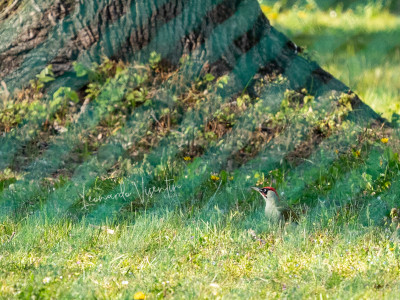 Picchio verde (Picus viridis)