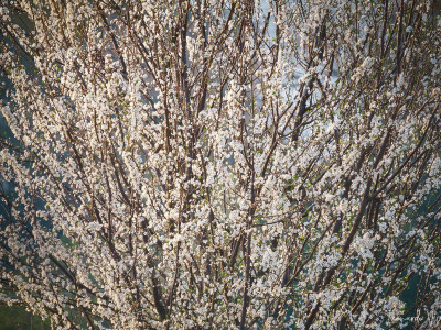 Primavera
