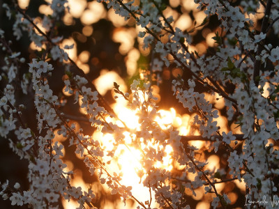 Primavera